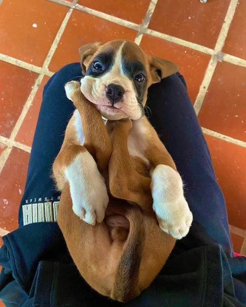 Cuccioli di boxer | Foto 0