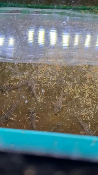 PESCI TROPICALI  GIOVANI CORIDORAS STERBAI da me riprodotti | Foto 1