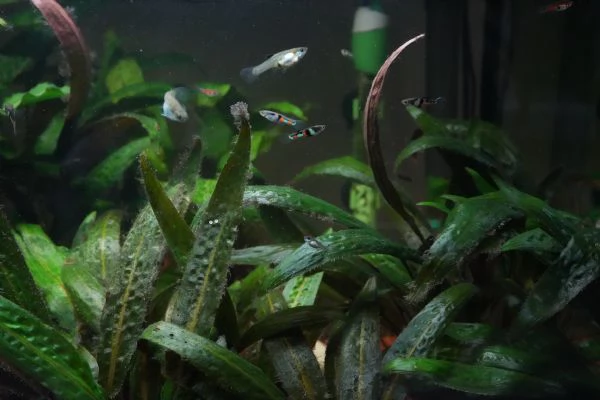 PESCI TROPICALI POECILIA WINGEI CAMPOMA EL TIGRE | Foto 3