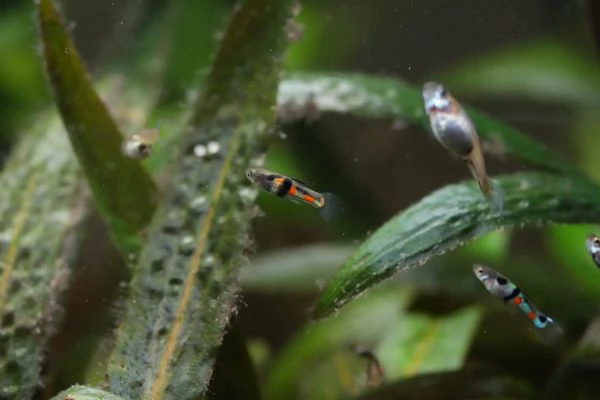 PESCI TROPICALI POECILIA WINGEI CAMPOMA EL TIGRE | Foto 2