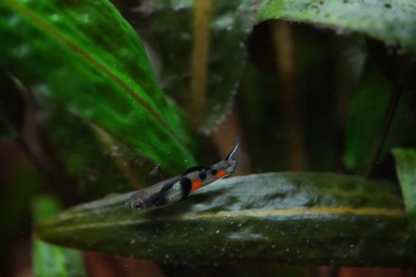 PESCI TROPICALI POECILIA WINGEI CAMPOMA EL TIGRE | Foto 1