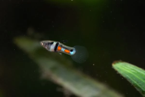 PESCI TROPICALI POECILIA WINGEI CAMPOMA EL TIGRE | Foto 0