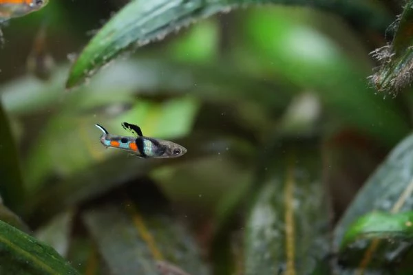 PESCI TROPICALI POECILIA WINGEI CAMPOMA EL TIGRE