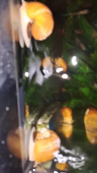 PESCI TROPICALI  LUMACHE AMPULLARIE GOLD Gialle da me riprodotte