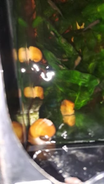 PESCI TROPICALI  LUMACHE AMPULLARIE GOLD Gialle da me riprodotte | Foto 0