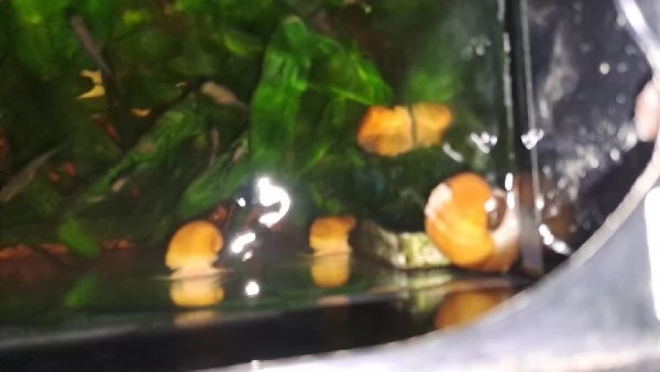 LUMACHE TROPICALI  AMPULLARIE GOLD da me riprodotte