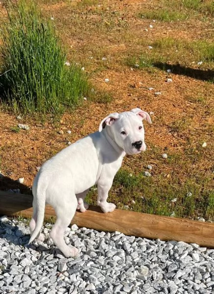 Cuccioli DOGO ARGENTINO