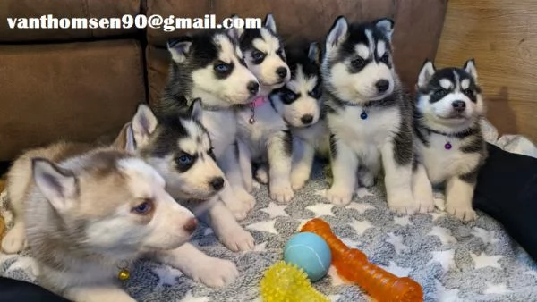 siberian husky con pedigree