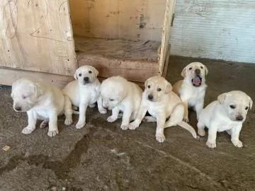 REGALO CUCCIOLI METICCI