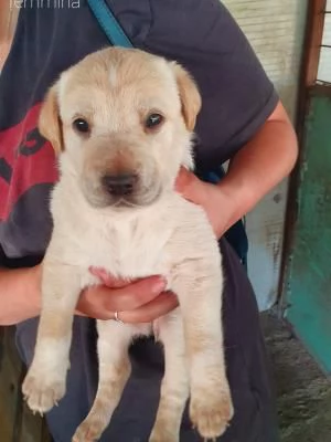 REGALO CUCCIOLI METICCI | Foto 1
