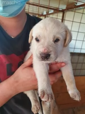 REGALO CUCCIOLI METICCI | Foto 0