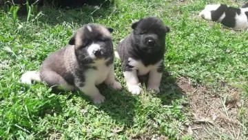 Si cedono cuccioli di Akita americano con pedigree
