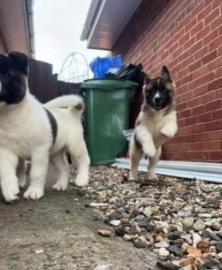 Si cedono cuccioli di Akita americano con pedigree | Foto 2