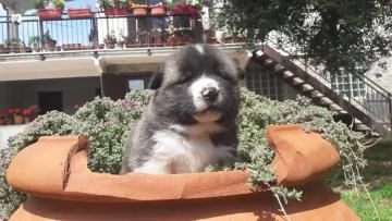 Si cedono cuccioli di Akita americano con pedigree | Foto 1