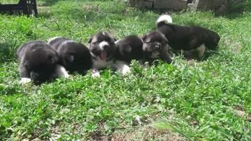 Si cedono cuccioli di Akita americano con pedigree | Foto 0