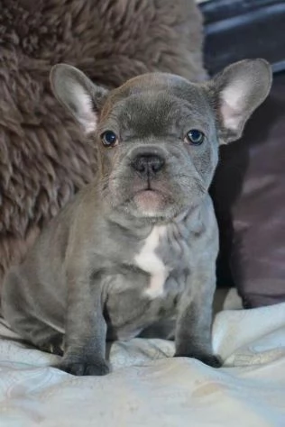 BULLDOG  BOULEDOGUE FRANCESE CUCCIOLI BLU | Foto 2