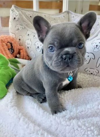 BULLDOG  BOULEDOGUE FRANCESE CUCCIOLI BLU | Foto 1