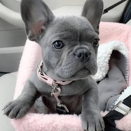 BULLDOG  BOULEDOGUE FRANCESE CUCCIOLI BLU