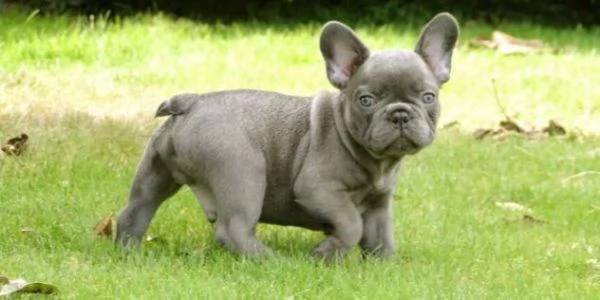 BULLDOG  BOULEDOGUE FRANCESE CUCCIOLI BLU | Foto 0