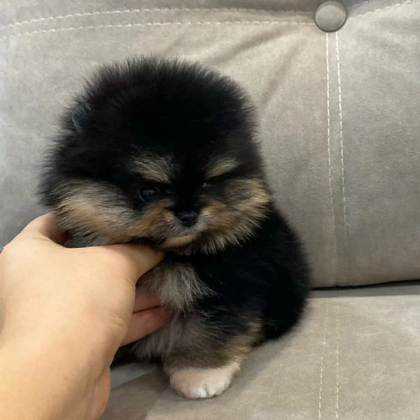 Cuccioli di Pomerania Volpino | Foto 5