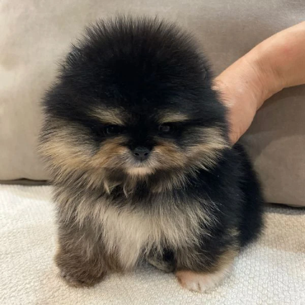 Cuccioli di Pomerania Volpino | Foto 4