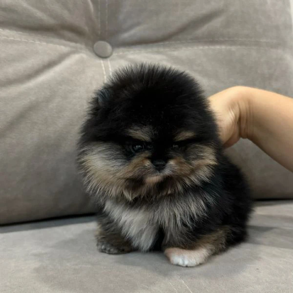 Cuccioli di Pomerania Volpino | Foto 3