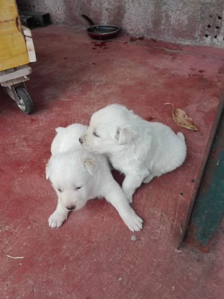 Regalo 2  Cuccioli     annumcio aggiornato 1806 2025                              | Foto 1