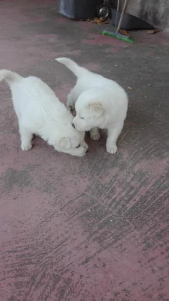 Regalo 2  Cuccioli     annumcio aggiornato 1806 2025                              | Foto 0
