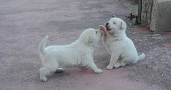 Regalo 2  Cuccioli     annumcio aggiornato 1806 2025                             