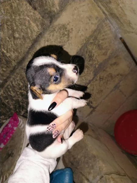 Cuccioli jack russel  | Foto 3