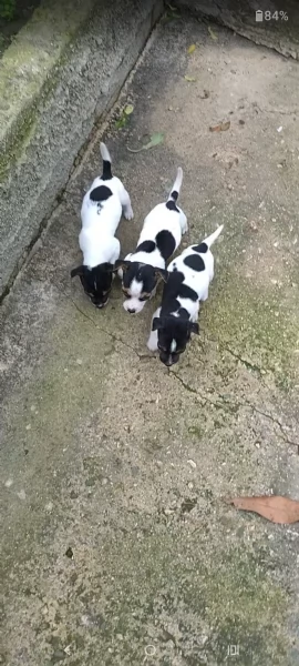 Cuccioli jack russel  | Foto 2