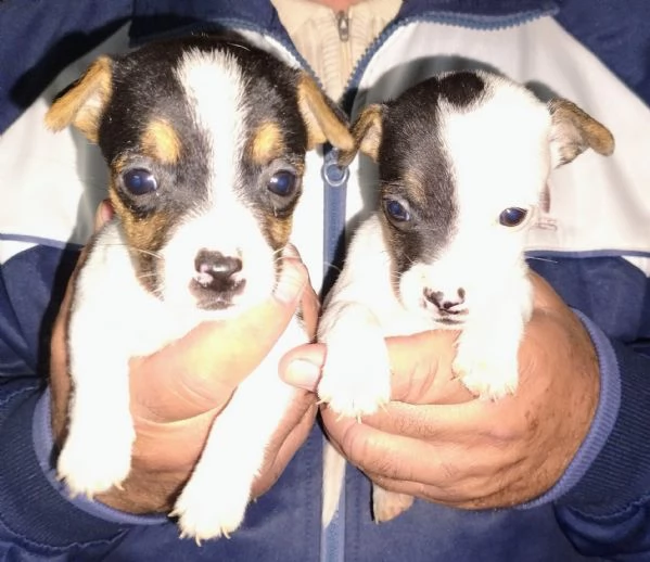Cuccioli jack russel 
