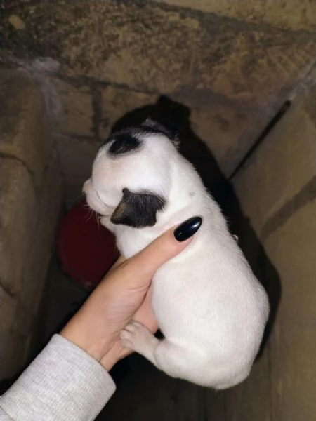 Cuccioli jack russel  | Foto 1