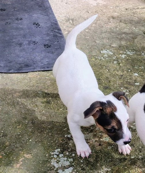 Cuccioli jack russel  | Foto 4