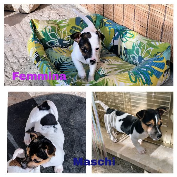 Cuccioli jack russel 