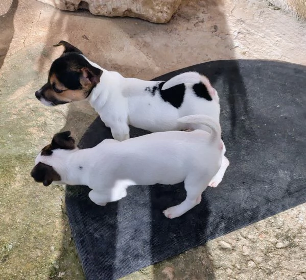 Cuccioli jack russel  | Foto 0