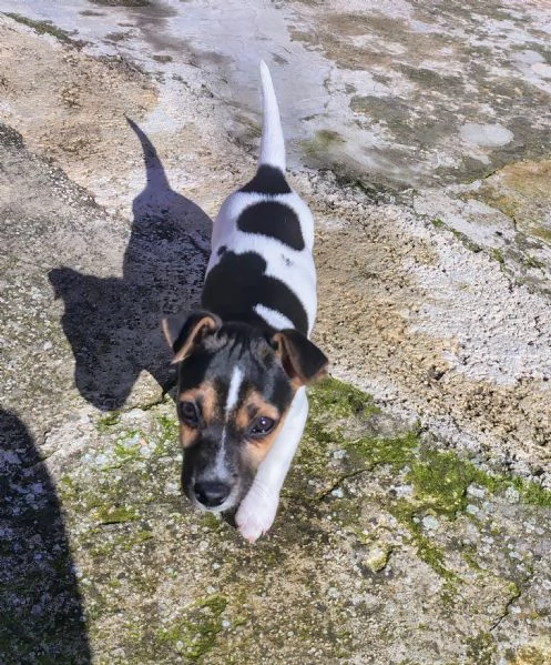 Cucciolo jack russel 