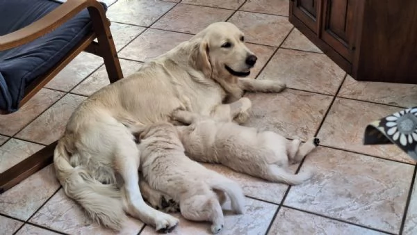 Cucciolo Golden retriever  | Foto 1