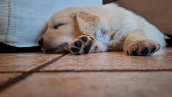 Cucciolo Golden retriever  | Foto 0