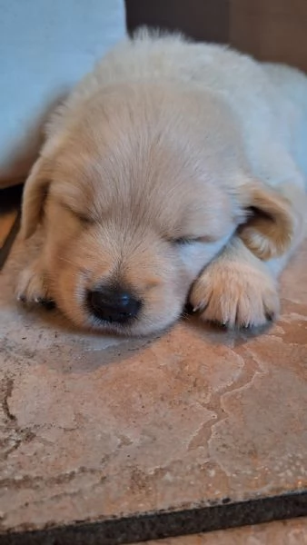 Cucciolo Golden retriever 