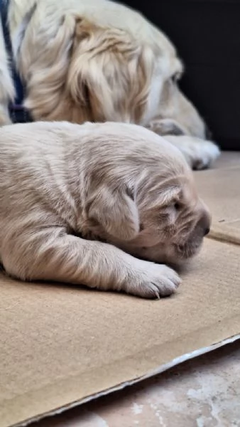 Golden retriever 