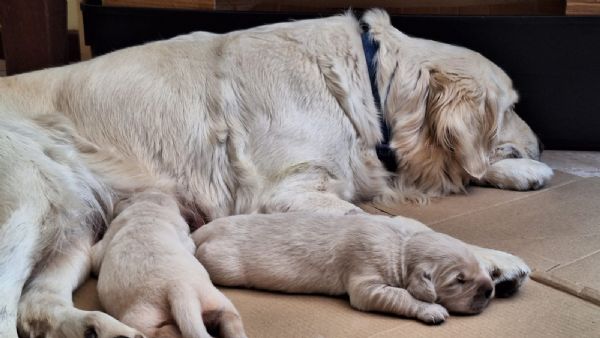Golden retriever  | Foto 2