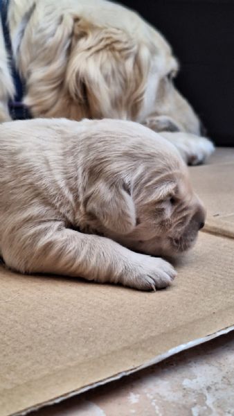 Golden retriever  | Foto 1