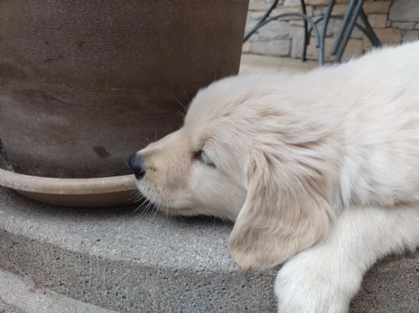 Cucciolo Golden retriever  | Foto 1