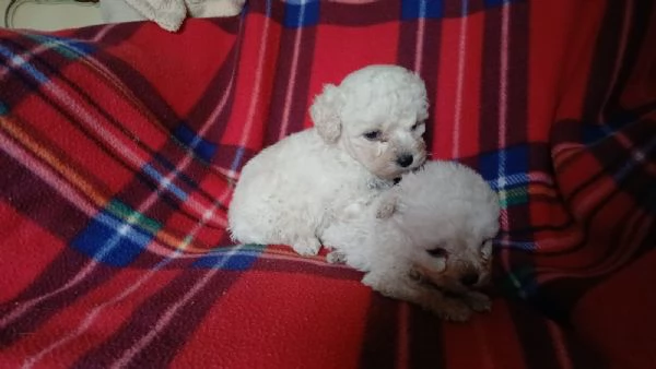  vendo cuccioli di barboncino | Foto 2