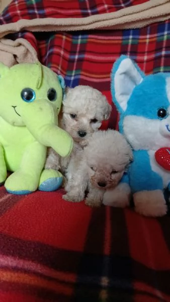  vendo cuccioli di barboncino | Foto 1