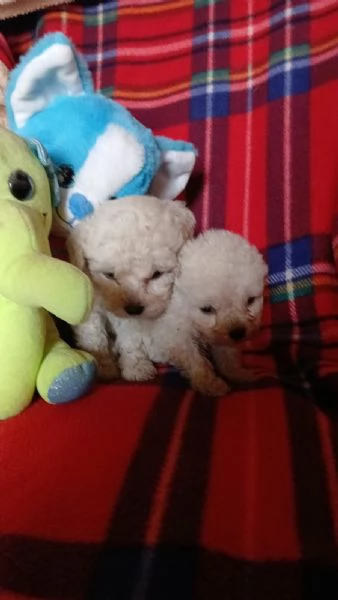  vendo cuccioli di barboncino | Foto 0
