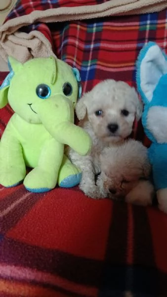  vendo cuccioli di barboncino