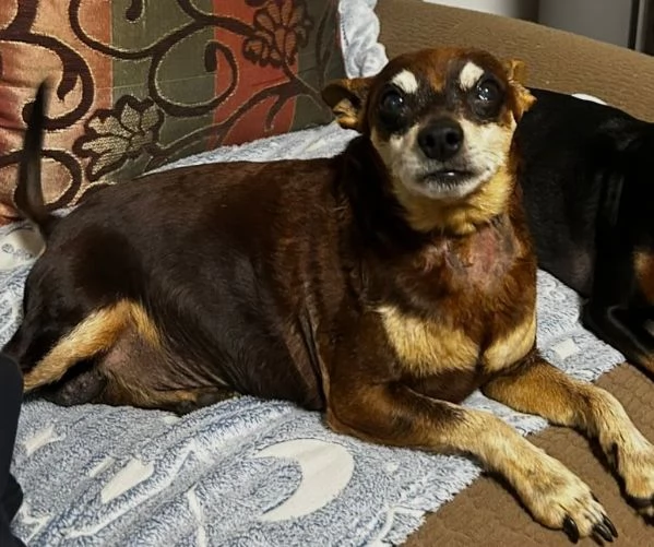 Regalo Pincher Maschio  | Foto 2