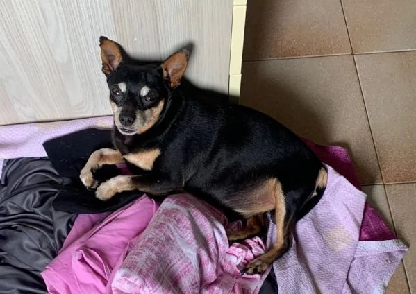 Regalo Pincher Maschio  | Foto 1